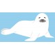 Sticker petit phoque tout blanc
