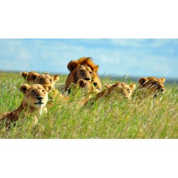 Sticker famille elephants