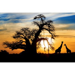 Sticker famille lions