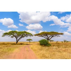 Sticker baobab geant