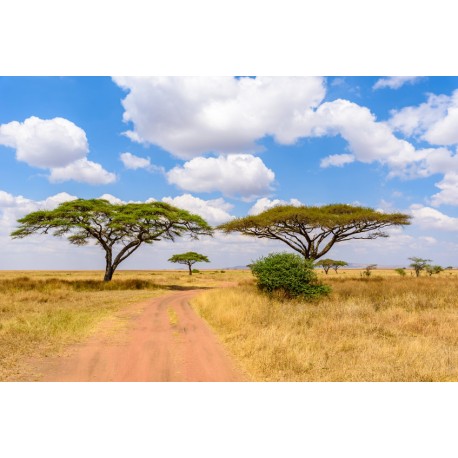 Sticker baobab geant