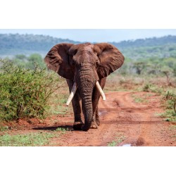 Sticker grand arbre afrique