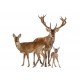 Sticker famille cerf et biche