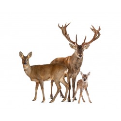 Sticker famille cerf et biche