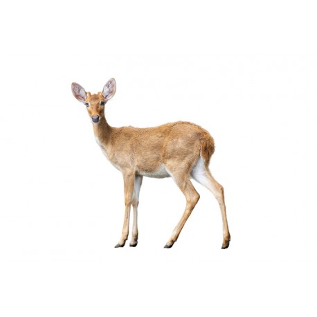 Sticker muraux petite biche