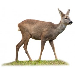 Sticker petite biche