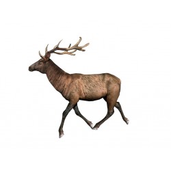 Sticker cerf en marche