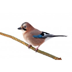 Sticker faisan en plein vol