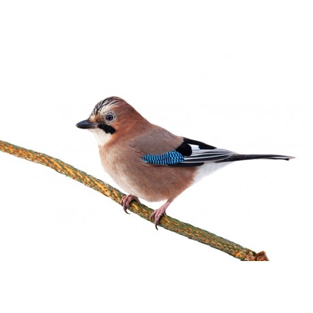 Sticker faisan en plein vol