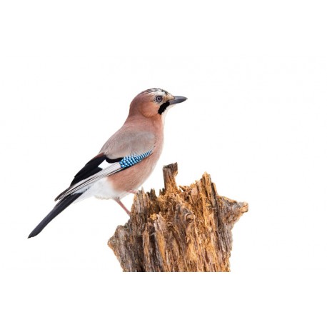 Sticker oiseau geai sur branche