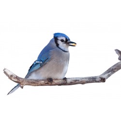 Sticker cerf fait brame