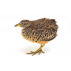 Sticker oiseau sur branche