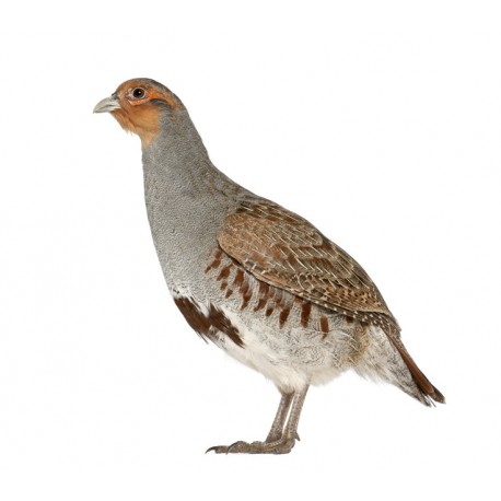 Sticker petite caille