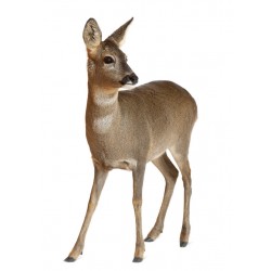 Sticker autocollant perdrix