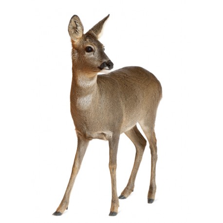 Sticker autocollant perdrix