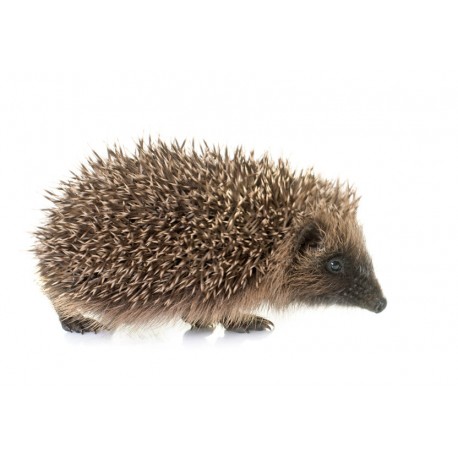 Sticker chevreuil dans la prairie