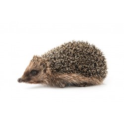 Sticker herisson marche