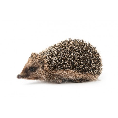 Sticker herisson marche