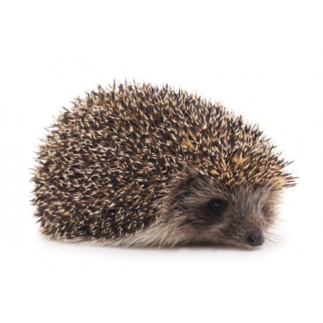 Sticker herisson se repose