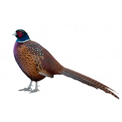 Sticker geai oiseau sur branche