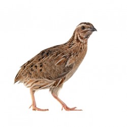 Sticker faisan se promene