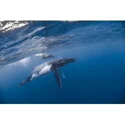 Sticker baleine dans l'eau