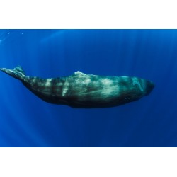 Sticker baleine geante