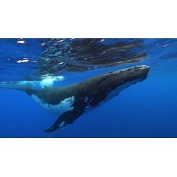 Sticker baleine plonge
