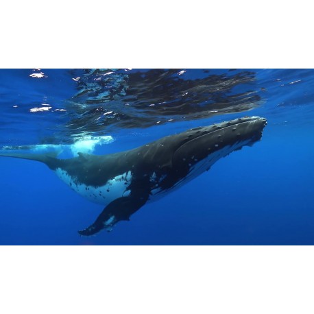Sticker baleine plonge
