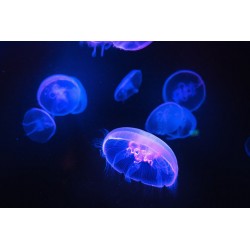 Sticker superbe grande meduse