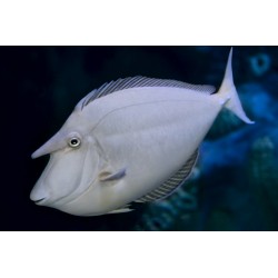 Sticker poisson éperons bleus