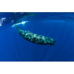 Sticker petite baleine