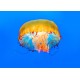 Sticker meduse jaune