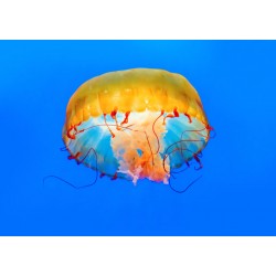 Sticker meduse jaune