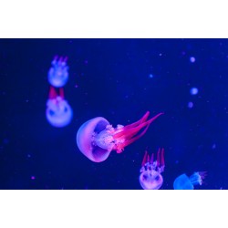 Sticker meduse en famille