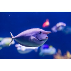 Sticker poisson licorne