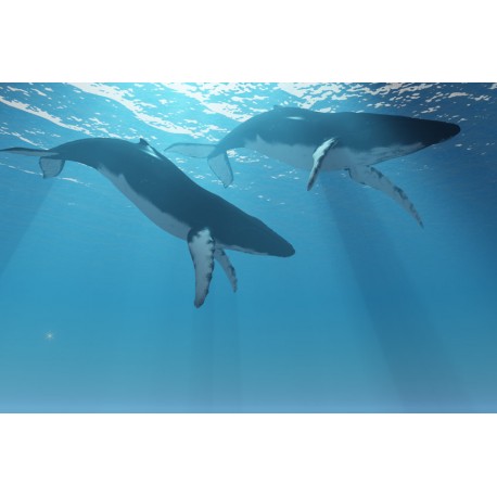 Sticker baleines en famille