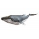 Sticker baleine agee