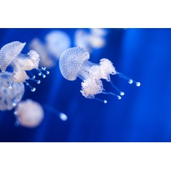 Sticker meduse transparente