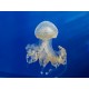 Sticker grande meduse transparente