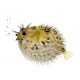 Sticker poisson boule piquant