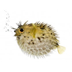 Sticker poisson boule piquant