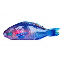 Sticker muraux poisson perroquet