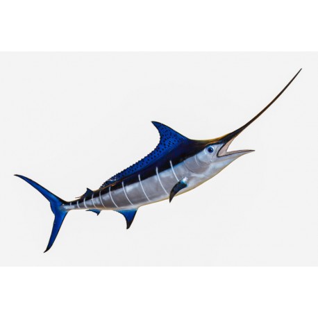 Sticker poisson espadon