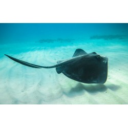 Autocollant raie geante