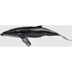 Sticker baleine nage