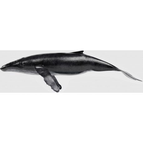 Sticker baleine nage