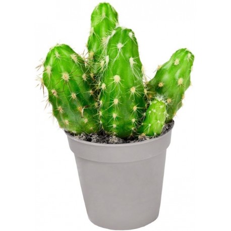 Autocollant cactus