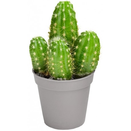 Sticker cactus en pot triple