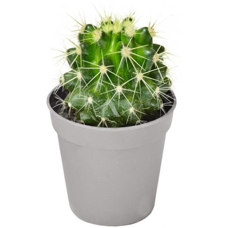 Sticker cactus pique